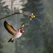 	Décoration en bois sculpté main - Chardonneret Élégant Volant - Wildlife Garden 